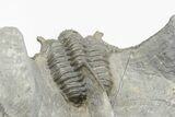 Spiny Cyphaspis Trilobite - Ofaten, Morocco #203019-3